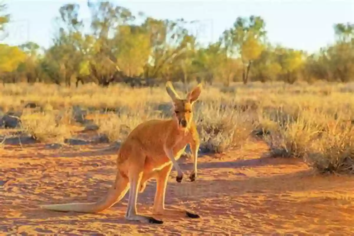 Kangaroo In The Outback The Australian Animal Atlas Stephanie Felker