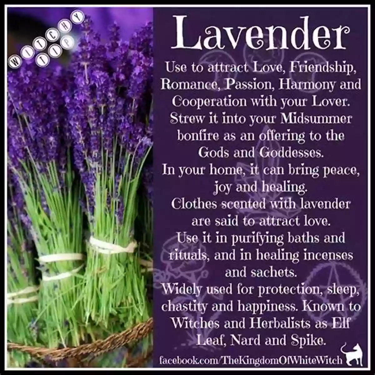 Lavender Herb WICCA HERBAL MAGIC: Witchcraft Black Magic To Learn How To Feel The Power Of Nature With Herbs Oils For Magic How To Set Your Own Herb Grimoire