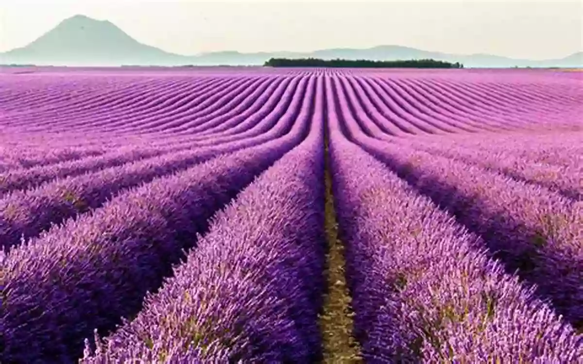 Lavender Field In Full Bloom A Day In The Garden