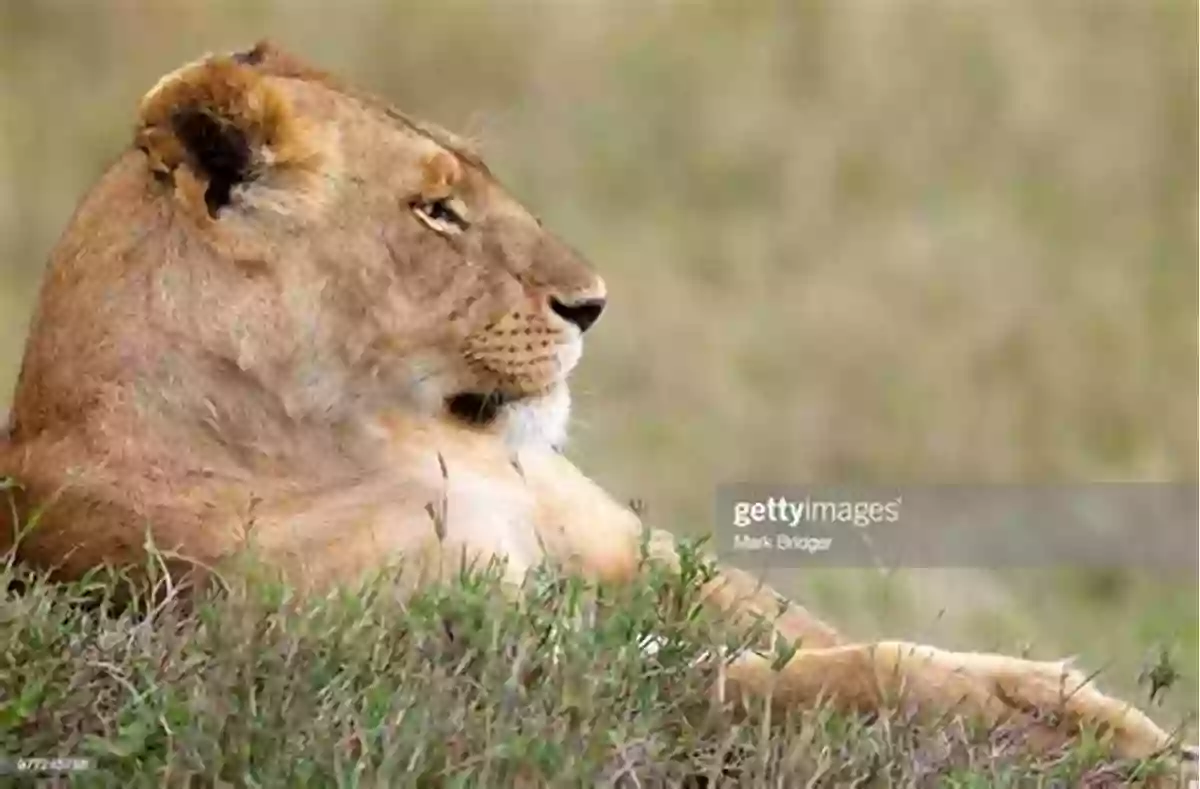 Lioness Resting In Maasai Mara National Reserve A Calf Named Brian Higgins: An Adventure In Rural Kenya