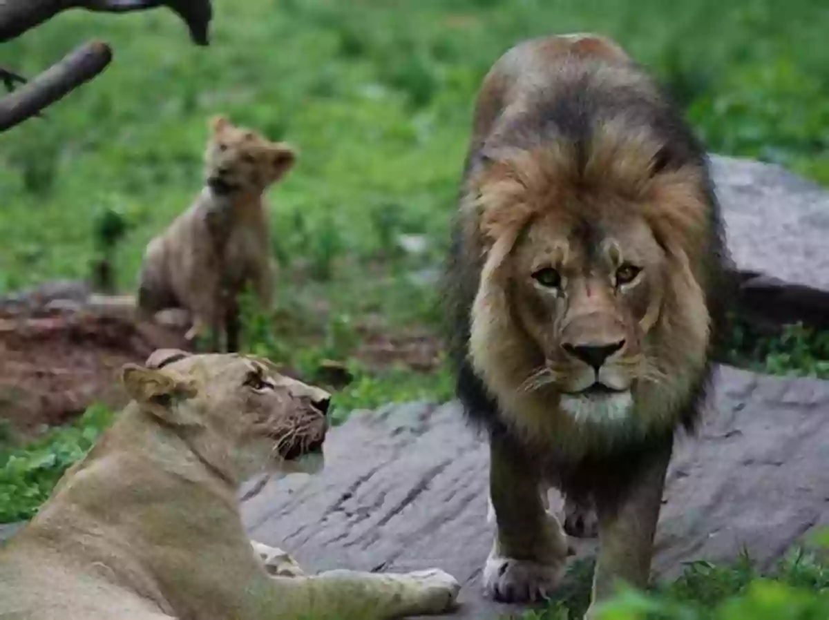 Lions At The Bronx Zoo New York City: Discover This Children S New York City With Facts