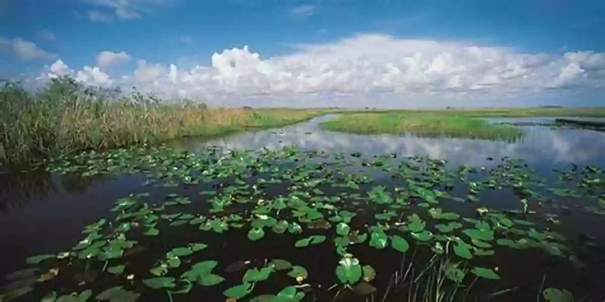 Lush, Restored Landscape Of The Everglades Moving Water: The Everglades And Big Sugar