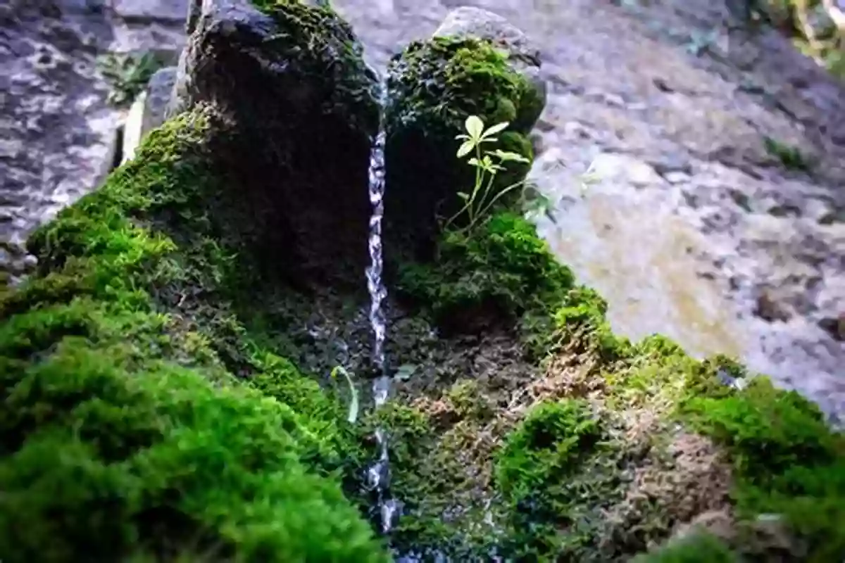 Magnificent Waterfall In A Lush Forest Permanent Sovereignty Over Natural Resources