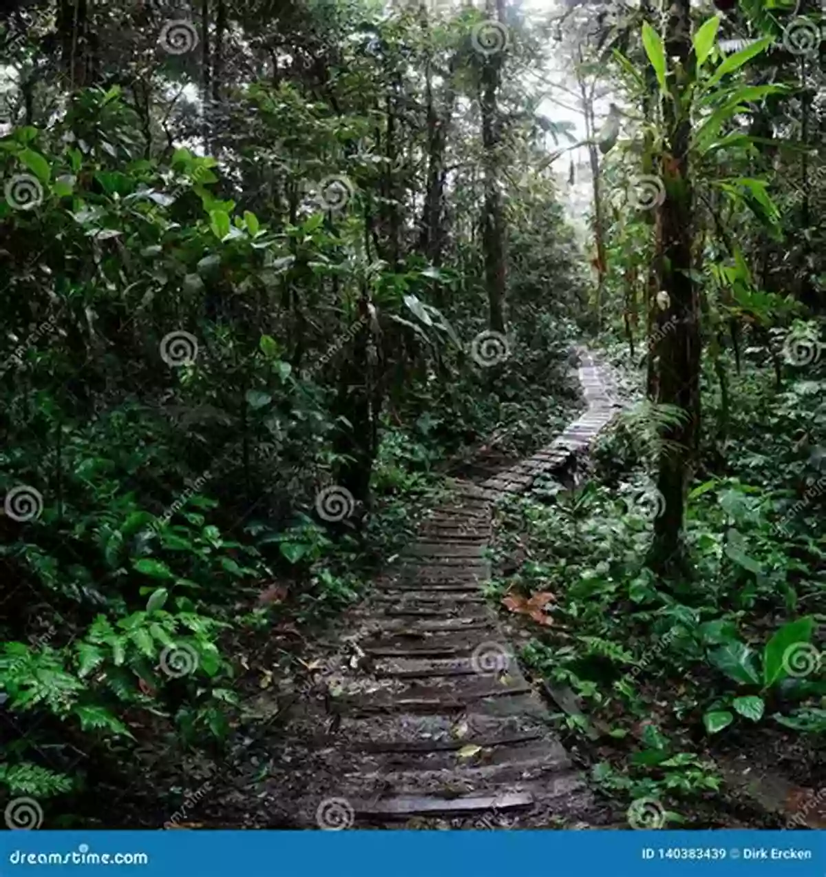 Majestic Amazon River Winding Through The Colombian Rainforest Landscapes And Landforms Of Colombia (World Geomorphological Landscapes)