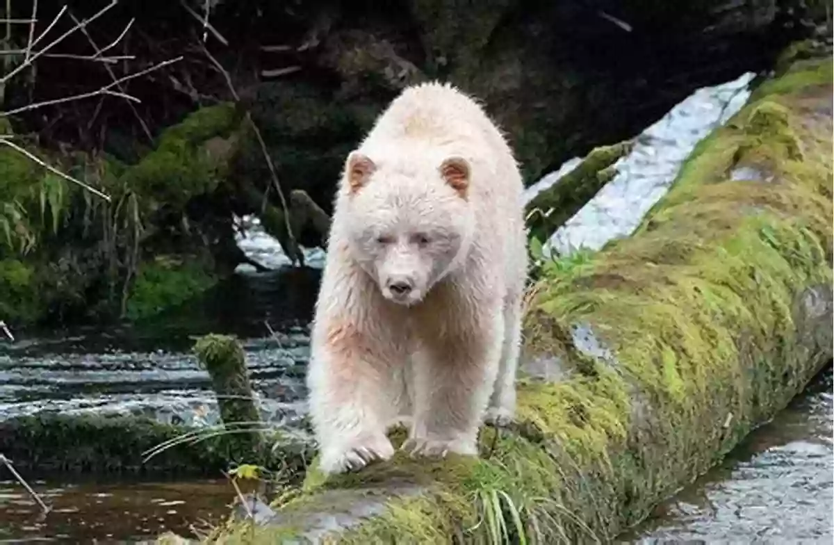 Majestic Spirit Bear, A Rare Subspecies Of Black Bear Found Only In The Great Bear Rainforest The Salmon Bears: Giants Of The Great Bear Rainforest