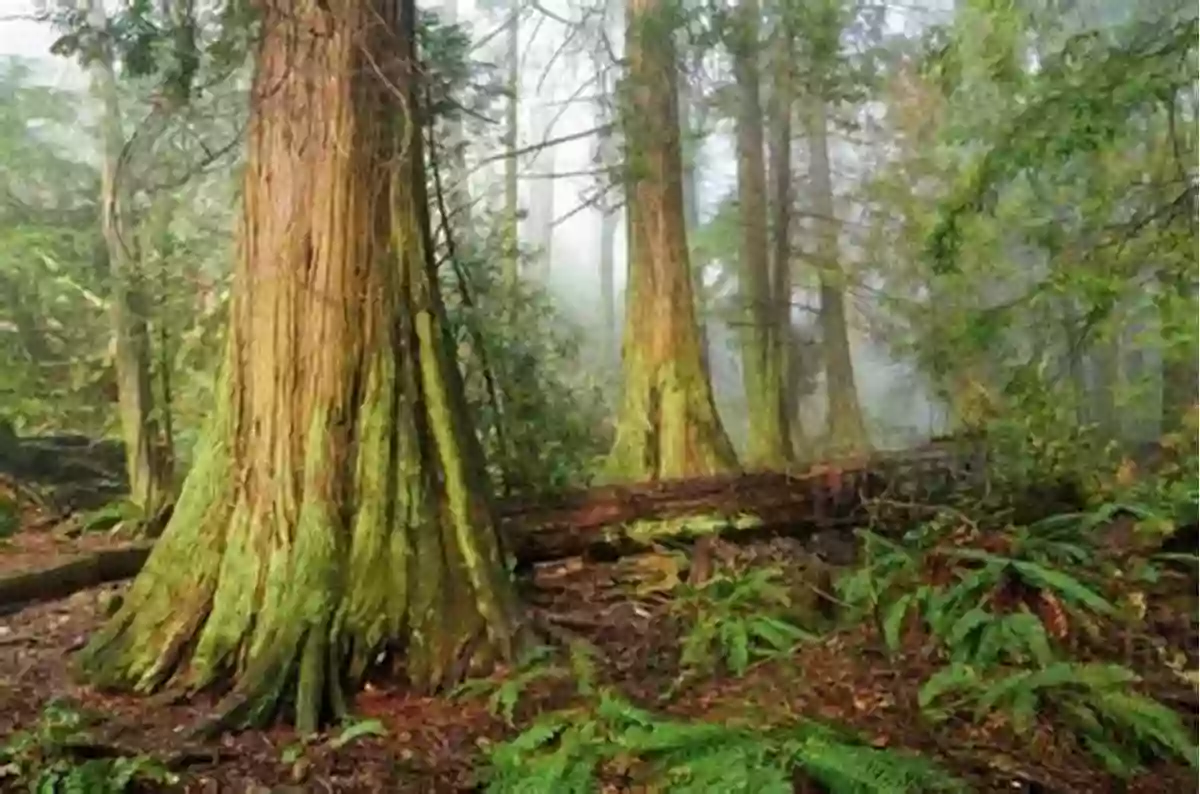 Majestic Ancient Cedar Tree Standing Tall In The Great Bear Rainforest The Salmon Bears: Giants Of The Great Bear Rainforest