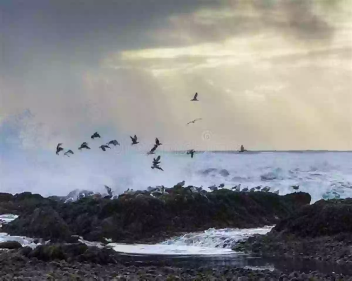 Majestic Cliffs Overlooking The Vast Atlantic Ocean, With Crashing Waves And Seagulls Soaring Through The Air Sunrises Of County Clare Ireland: Mystical Moods Of Ireland Vol VII