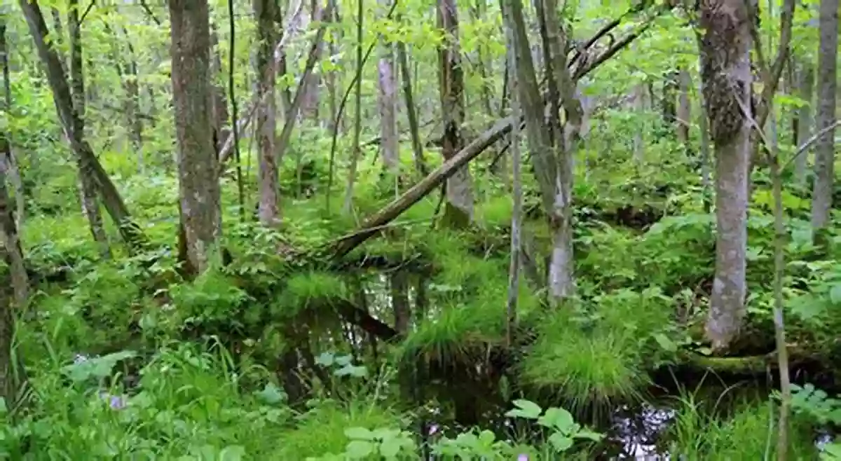 Majestic Forested Wetland Flora Day In A Forested Wetland A (Day In The Habitat)