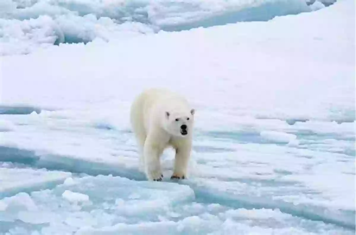 Majestic Polar Bear Walking On Ice In The Arctic Tundra My Of Animal Opposites: Big Or Small Loud Or Quiet: 141 Animals From Around The World