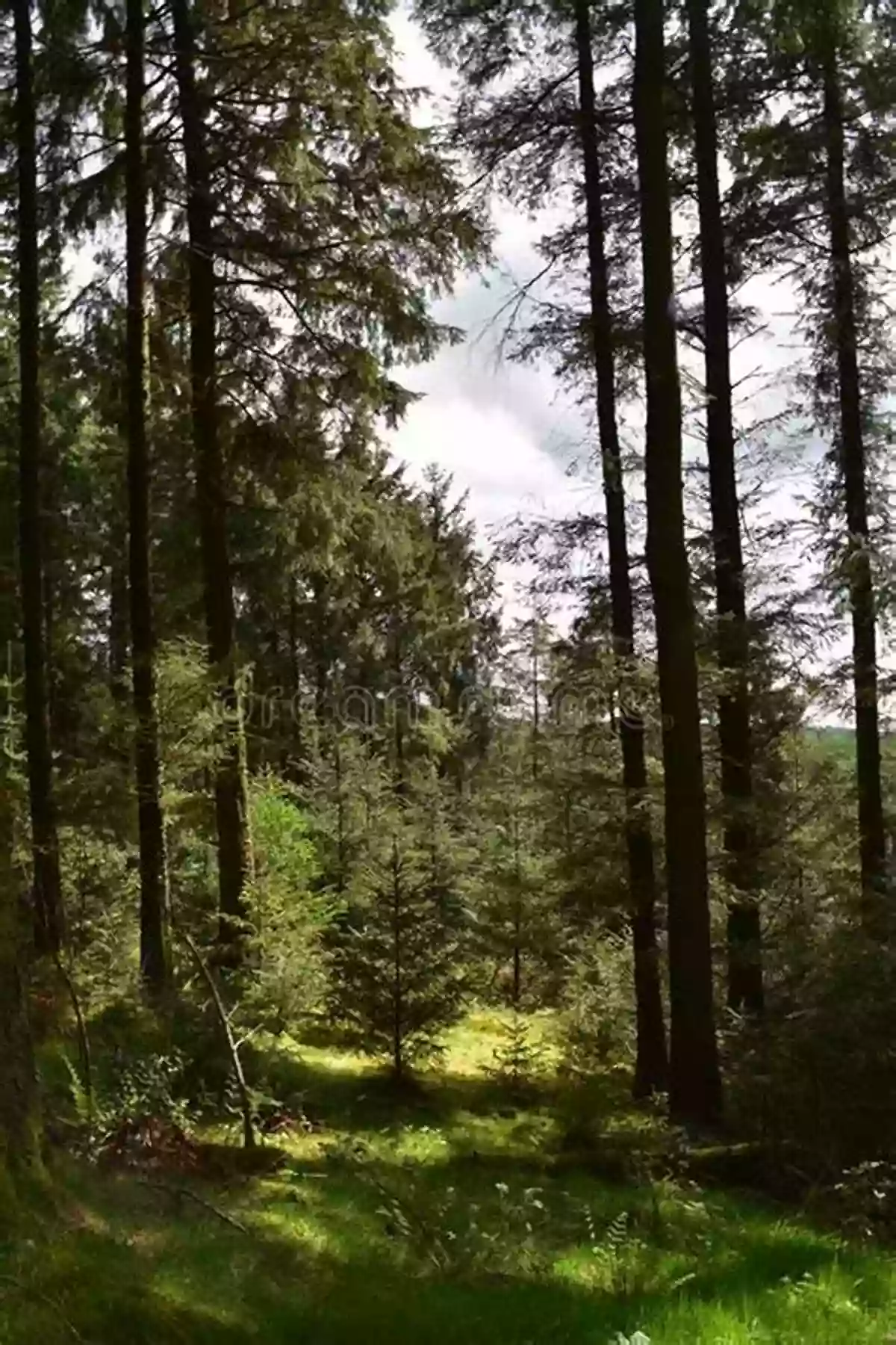 Majestic Trees Stretching Towards The Sky, Creating A Lush Canopy. Rays Of Sunlight Filtering Through The Leaves, Creating A Mystical Ambiance A Walk Through The Forest Of Souls: A Tarot Journey To Spiritual Awakening