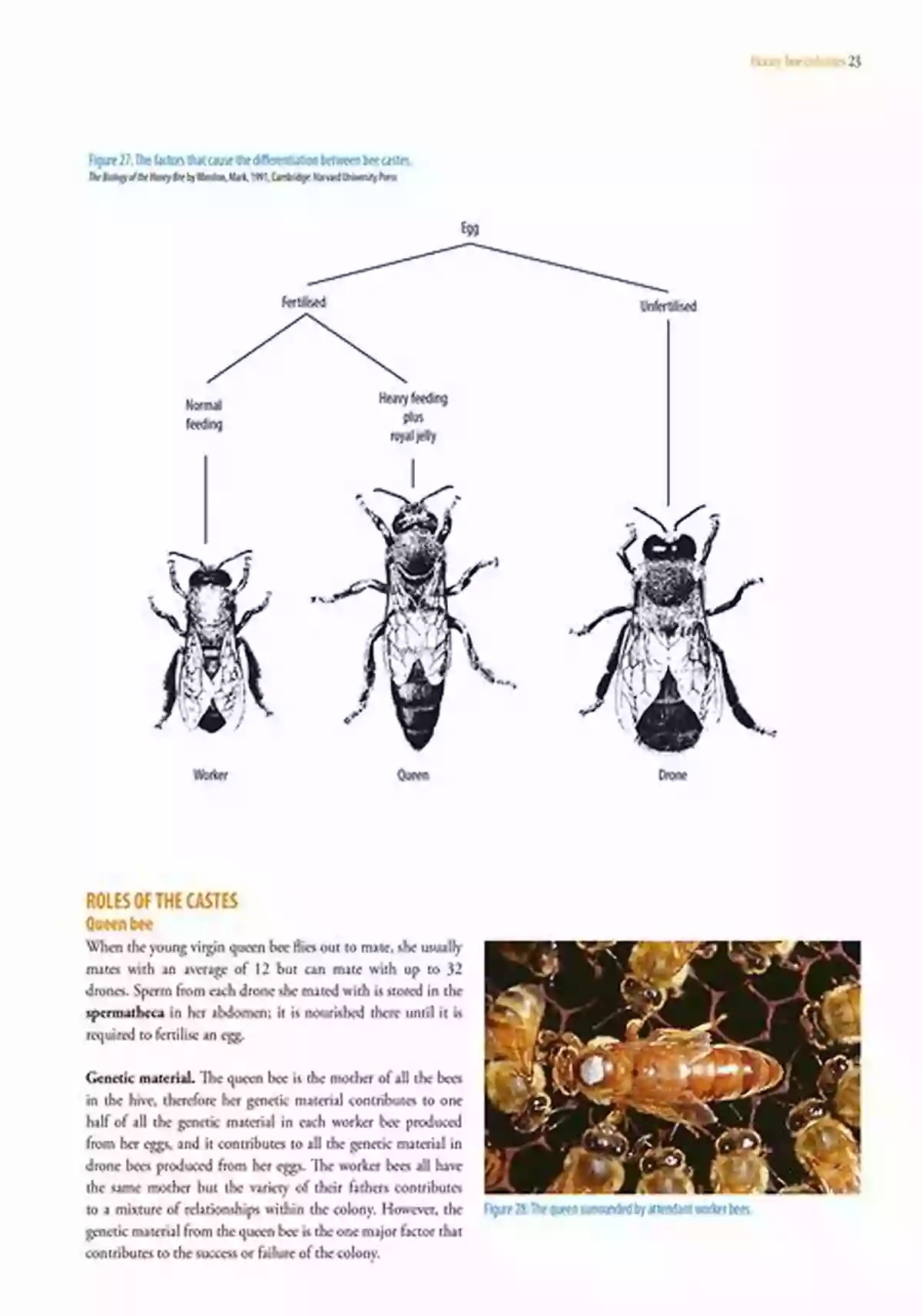 Meet Bumbelita, The Pollinator: A Mentally Ingenious Creature With Remarkable Skills In Pollination Bumbelita (The Pollinator 4)