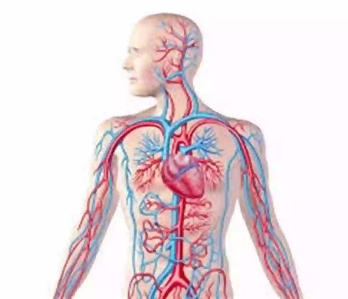 Mesmerizing Glimpse Into The Intricate Workings Of The Circulatory System: Unveiling The Lifeline Of Our Body The Body Atlas: A Pictorial Guide To The Human Body