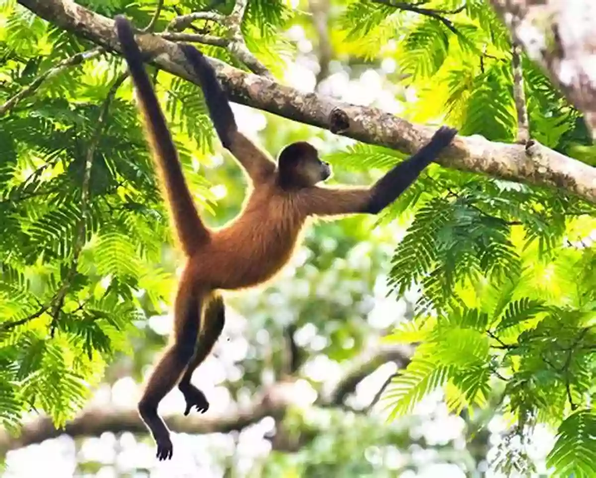 Monkeys Swinging On Trees In The Jungle Dinosaurs: Fun Facts Photos Of Animals For Kids (Discover Our Planet Series)