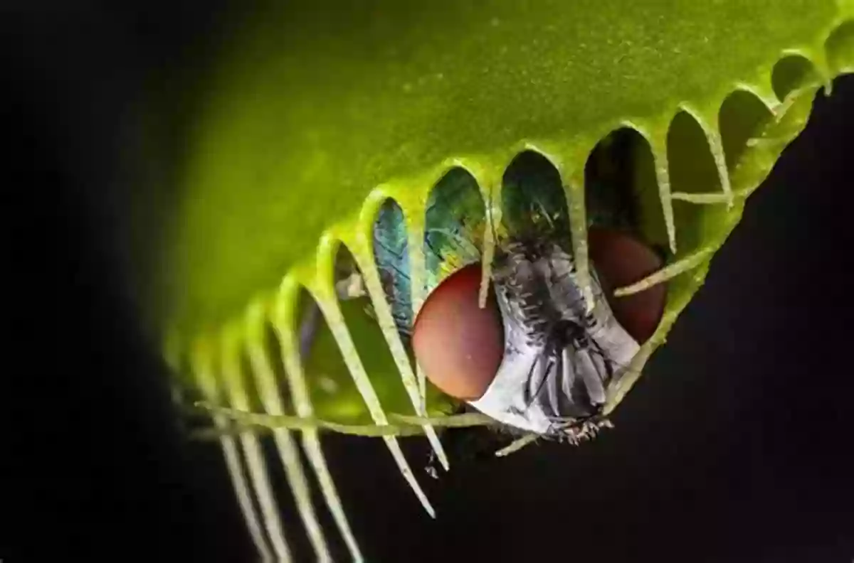 Mysterious And Menacing Venus Flytrap Luring Its Prey With Its Vivid Colors And Serrated Teeth Like Leaves Scary Plants (Smithsonian) Janet Lawler