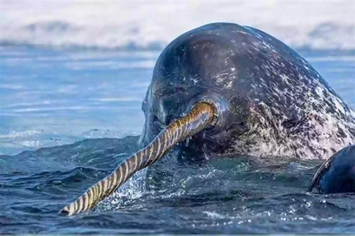 Narwhal The Arctic Unicorn Swimming Gracefully In The Ocean Narwhal: The Arctic Unicorn Calliope Glass