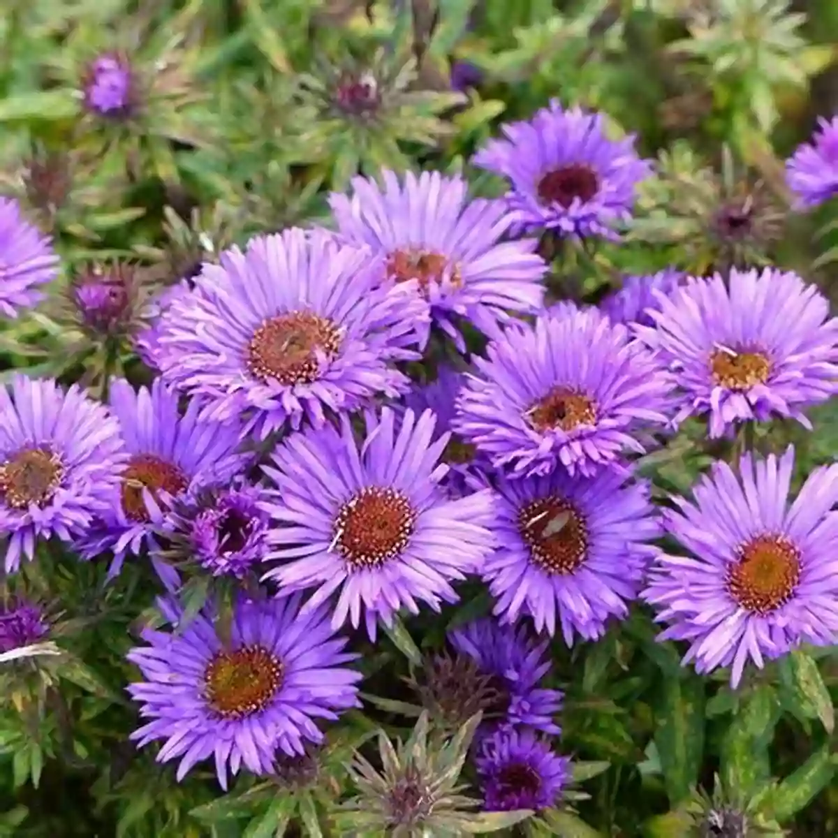 New England Aster A Beautiful Purple Perennial With Rough Leaves Deer Resistant Native Plants For The Northeast