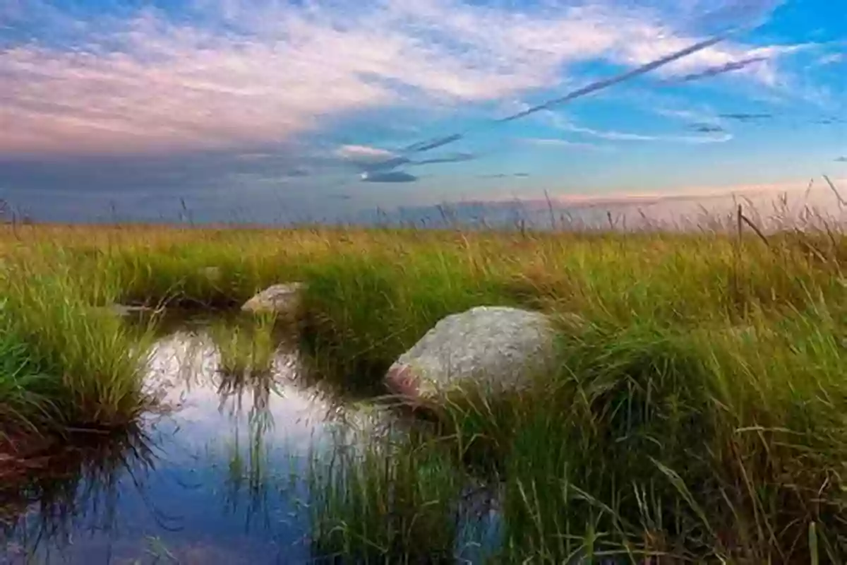 North America Prairie Wetlands Wings Over Water: The Vital Magic Of North America S Prairie Wetlands