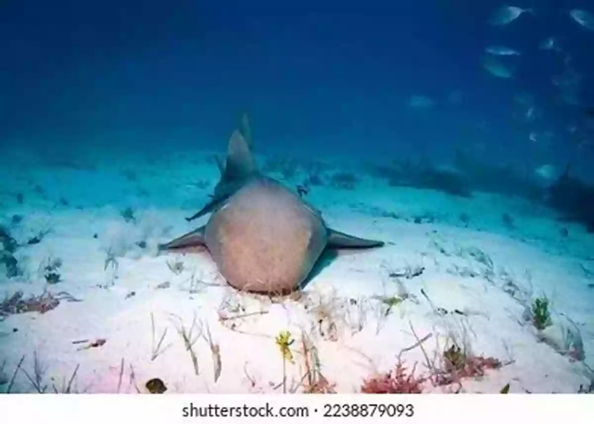 Nurse Shark Resting On The Ocean Floor Amazing Fun Facts About Sharks For Kids With Over 25 Pictures Photos Of Sharks