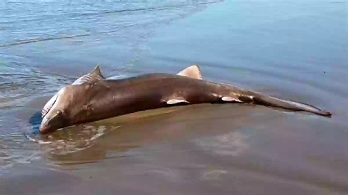 Nurse Shark With A Fin That Has Regenerated Amazing Fun Facts About Sharks For Kids With Over 25 Pictures Photos Of Sharks