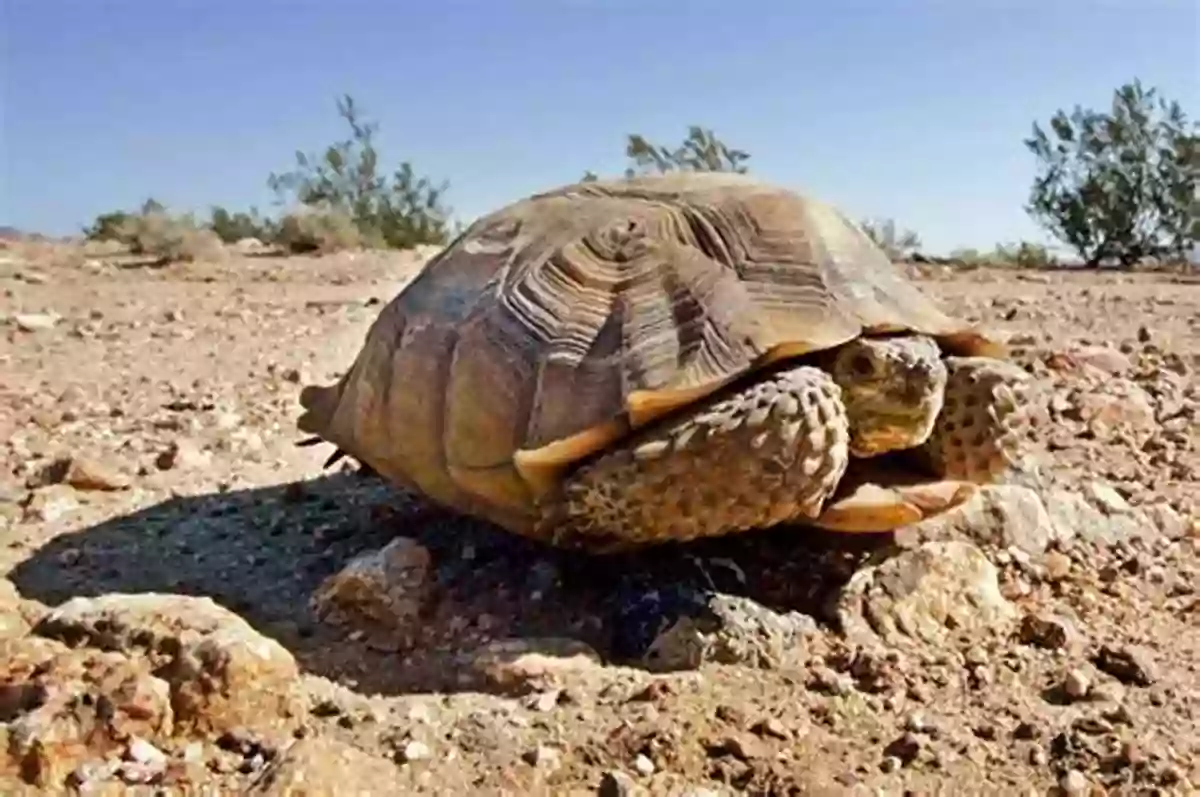 Observe The Rare Desert Tortoise In Its Natural Habitat Earth Baby Sonoran Desert