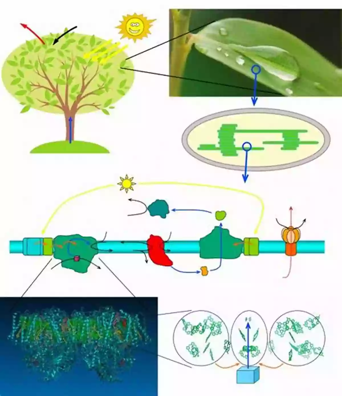 Photosynthetic Organisms Secrets Of The Garden: Food Chains And The Food Web In Our Background