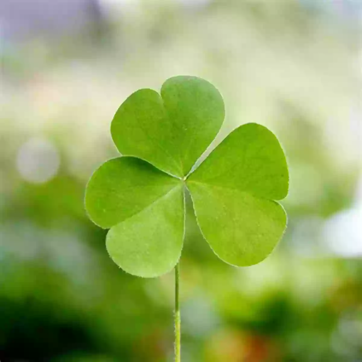 Picture Of A Three Leaf Clover Counting To Ten: Learning Numbers With Pictures