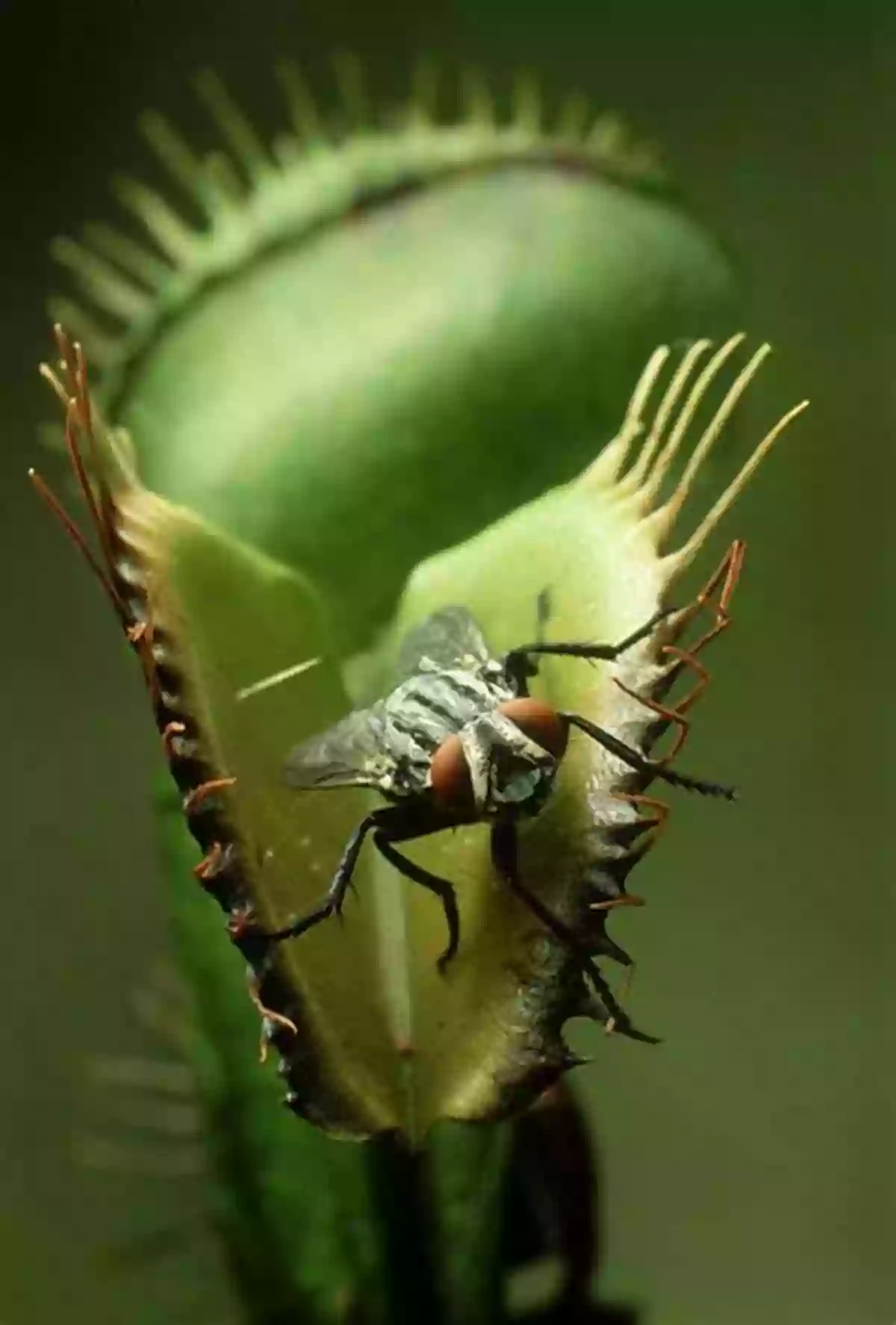 Pitcher Plant When Plants Attack: Strange And Terrifying Plants