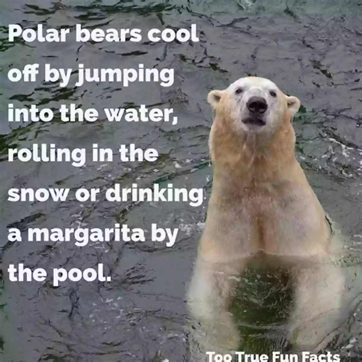 Polar Bear Fun Fact The Canadian Wilderness : Fun Facts From A To Z (Canadian Fun Facts For Kids)