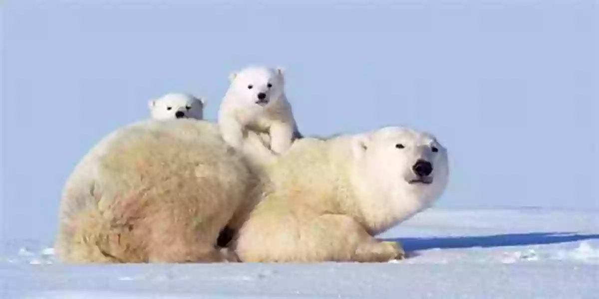 Polar Bear In Nunavut Off To Nunavut (Shhh It S A Surprise 4)