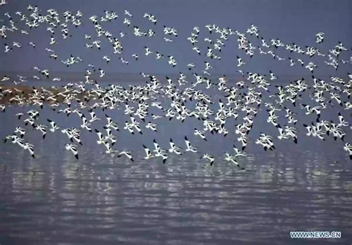 Poyang Lake A Winter Haven For Migratory Birds Ecological Continuum From The Changjiang (Yangtze River) Watersheds To The East China Sea Continental Margin (Estuaries Of The World)