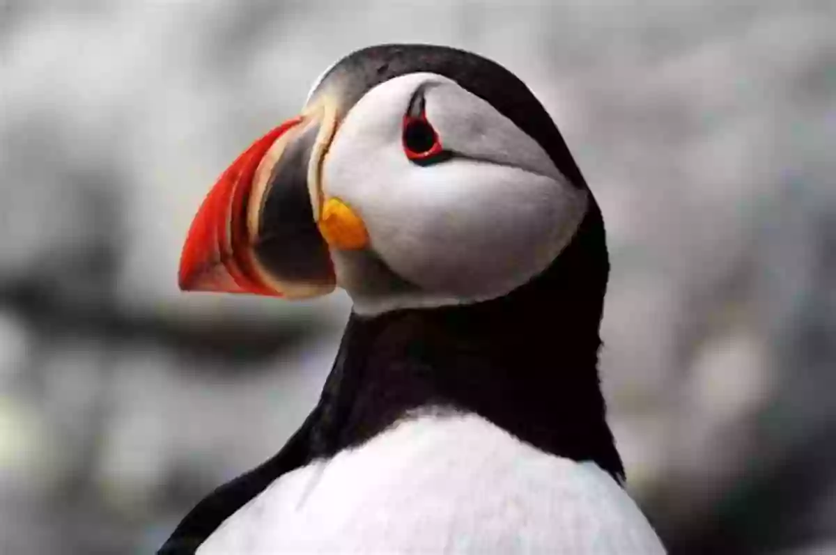 Puffin Mafalda Moutinho, A Colorful Bird With A Unique Beak Puffin Mafalda Moutinho