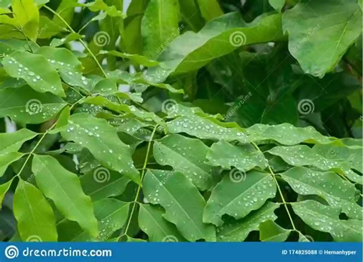 Raindrops Glistening On Lush Green Leaves Of A Plant Abracadabra It S Spring (Seasonal Magic)