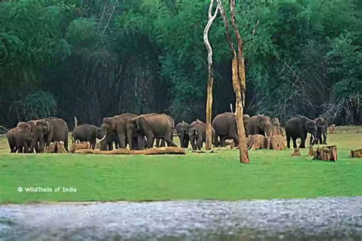 Rajaji National Park: A Sanctuary For Wildlife Enthusiasts A Citygraphy Of Panchapuri Haridwar