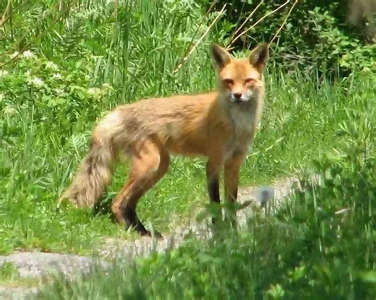 Red Fox In Alabama My 50 States 2: Meet The Mammals Of The States With Pop Ups