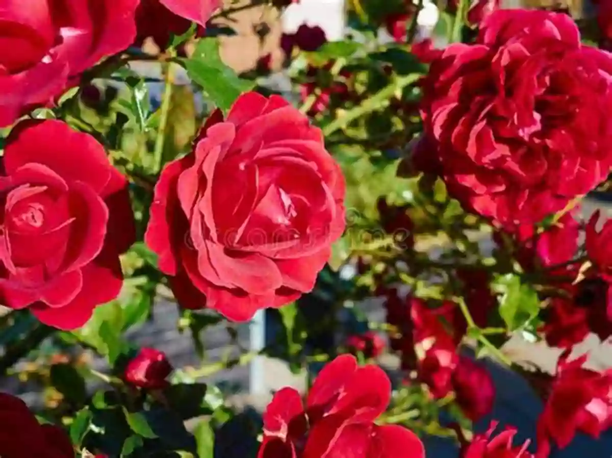 Red Rose Blooming In A Garden A Of Colors And Shapes