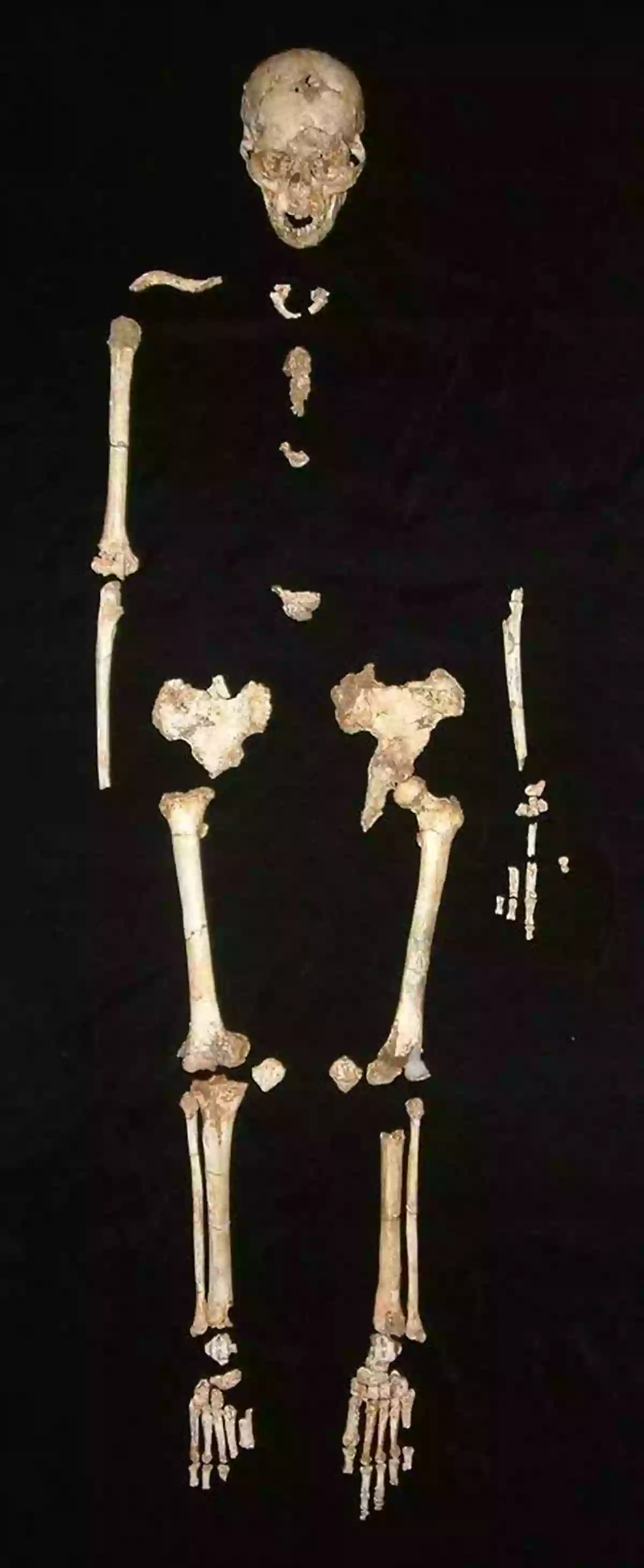 Remains Of Homo Floresiensis A Glimpse Into The Past A New Human: The Startling Discovery And Strange Story Of The Hobbits Of Flores Indonesia