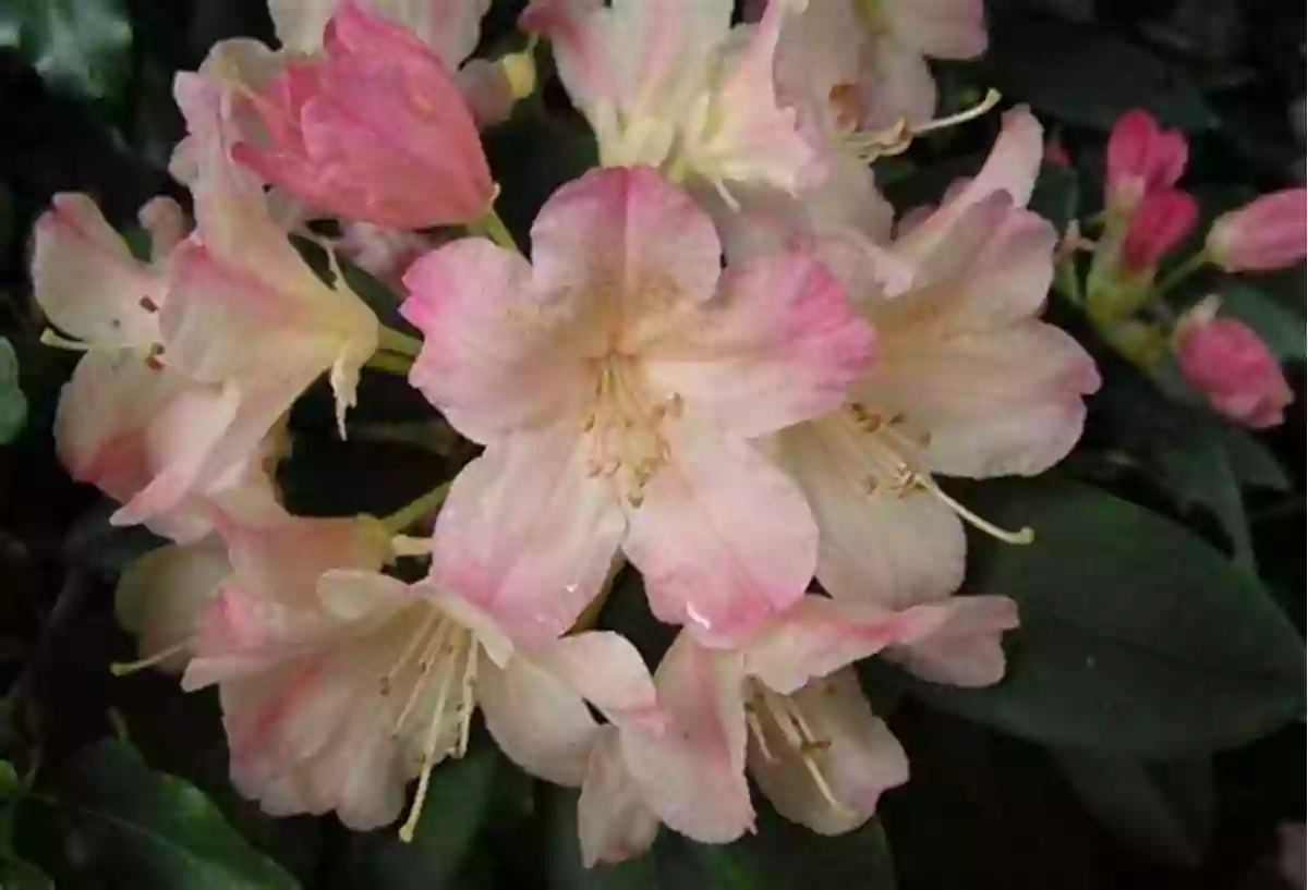 Rhododendrons Delicate Blooms That Create An Ethereal Ambiance Every Common Bush Patricia Rorke