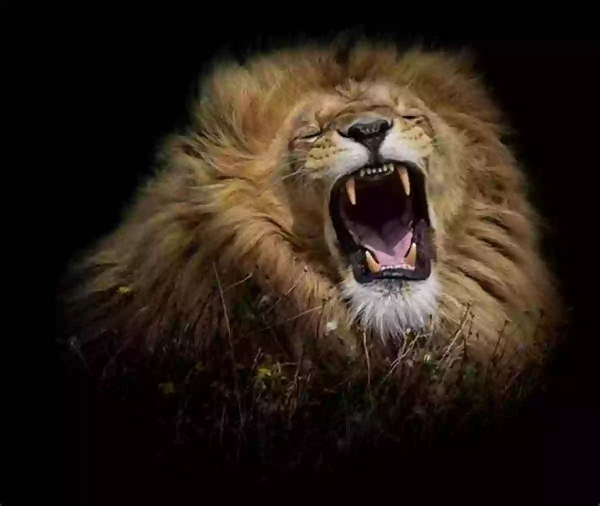 Roaring Lion In The Wild There S A Lion In The Classroom : Learn Fun Facts About Lions (There S A )