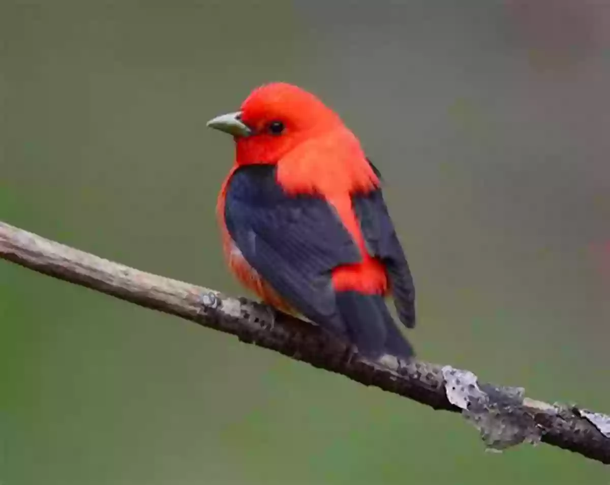 Scarlet Tanager Birding For Babies: Migrating Birds: A Colors