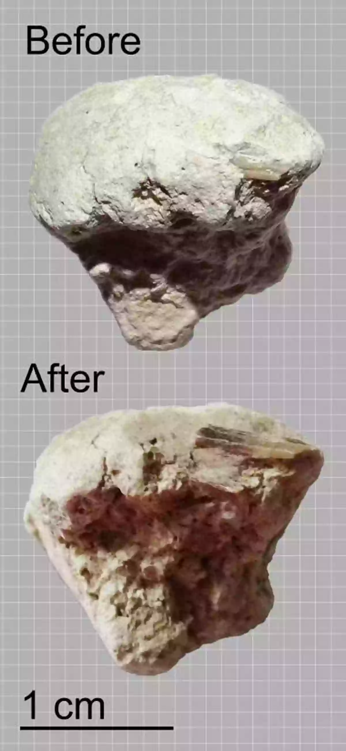 Scientists Preserving A Coprolite Sample Coprolite: A Really Crappy Story