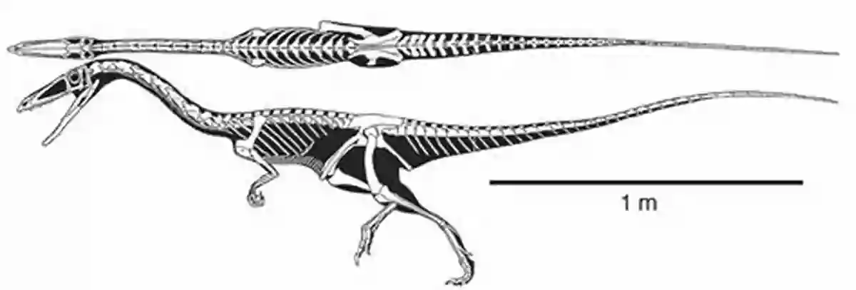 Skeletal Structure Of Coelophysis Coelophysis (Exploring Dinosaurs And Prehistoric Creatures)