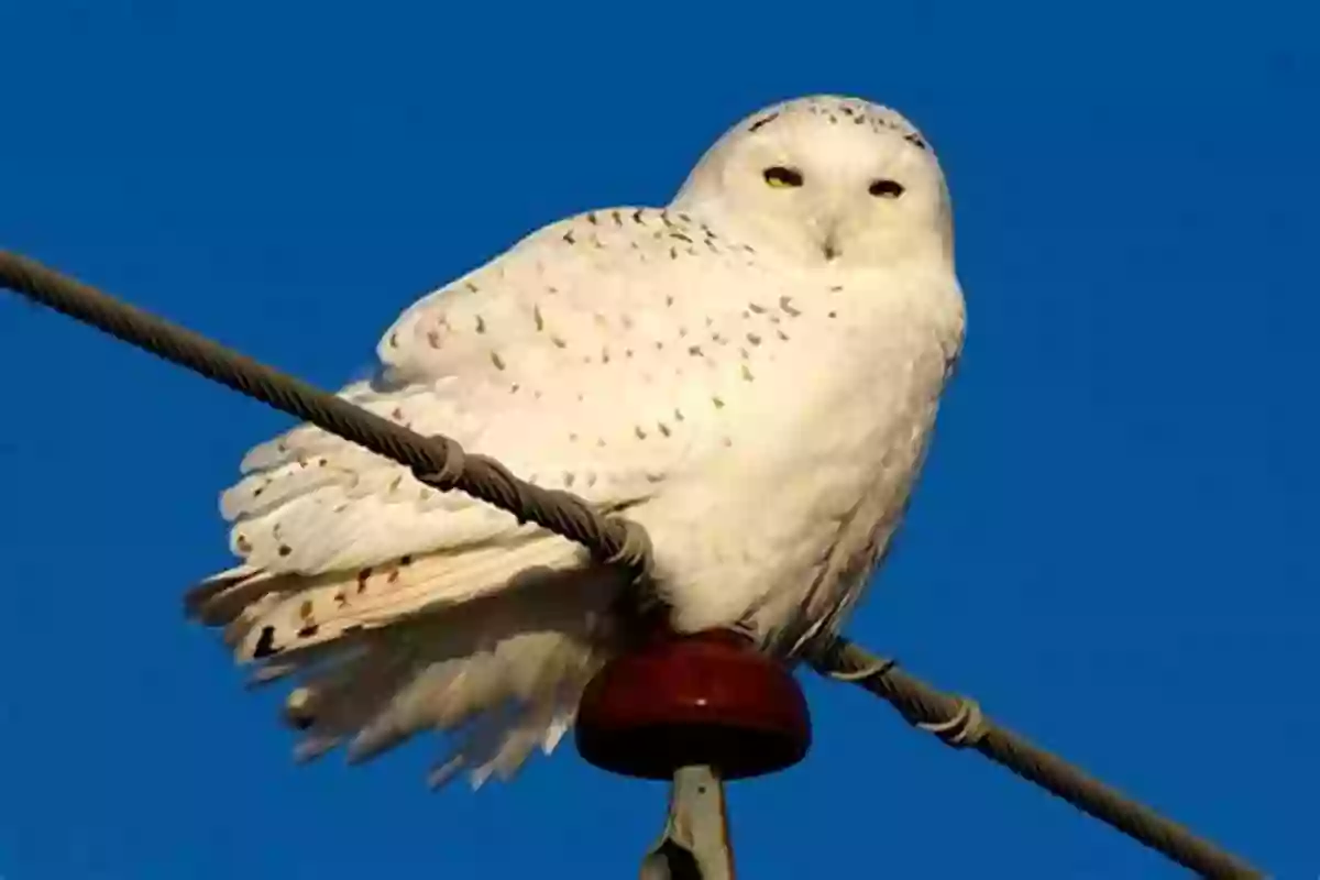 Snowy Owl Here Is The Arctic Winter (Web Of Life 5)