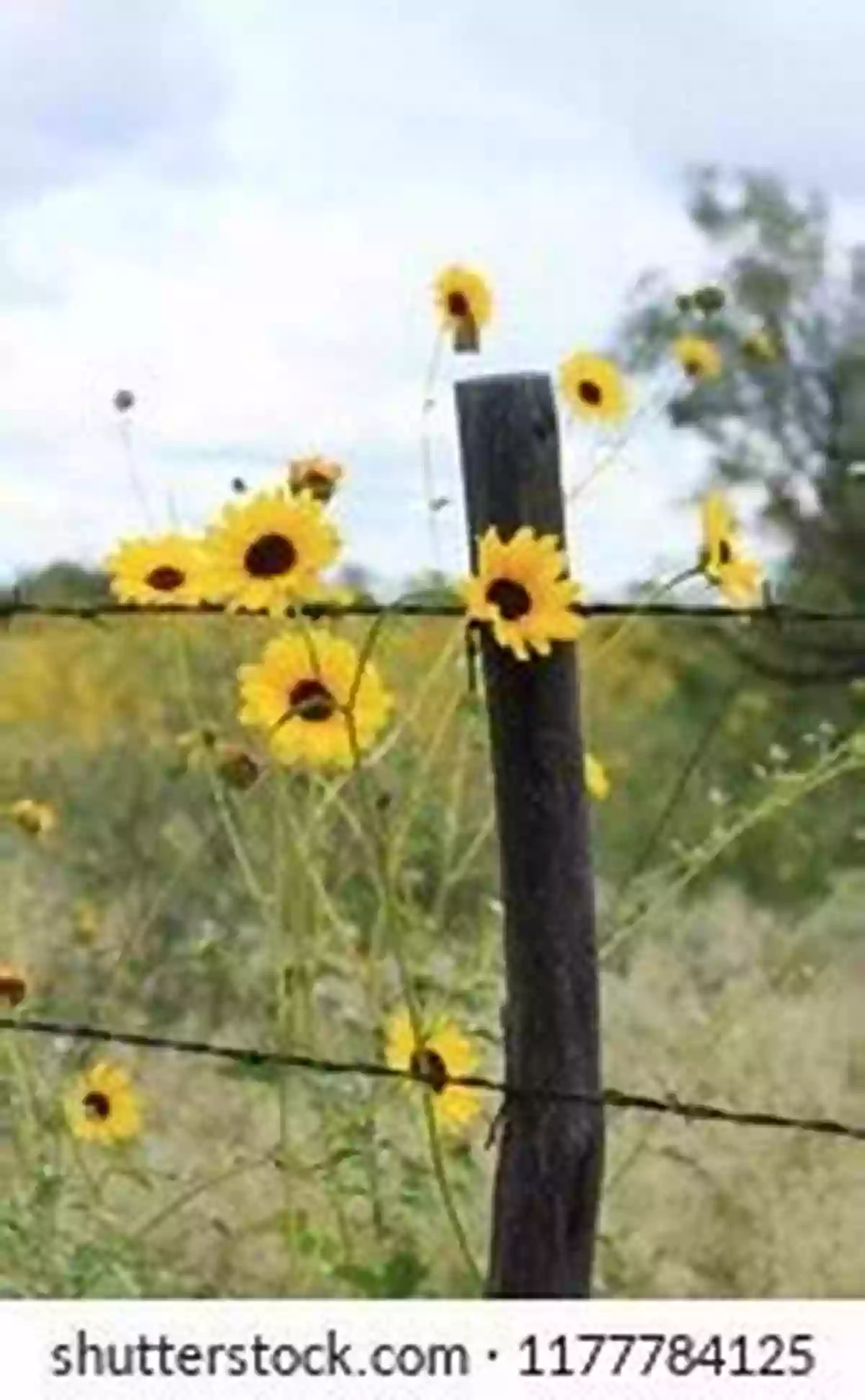 Sunflower Field Blooming Behind Barbed Wire Fence Nature Behind Barbed Wire: An Environmental History Of The Japanese American Incarceration