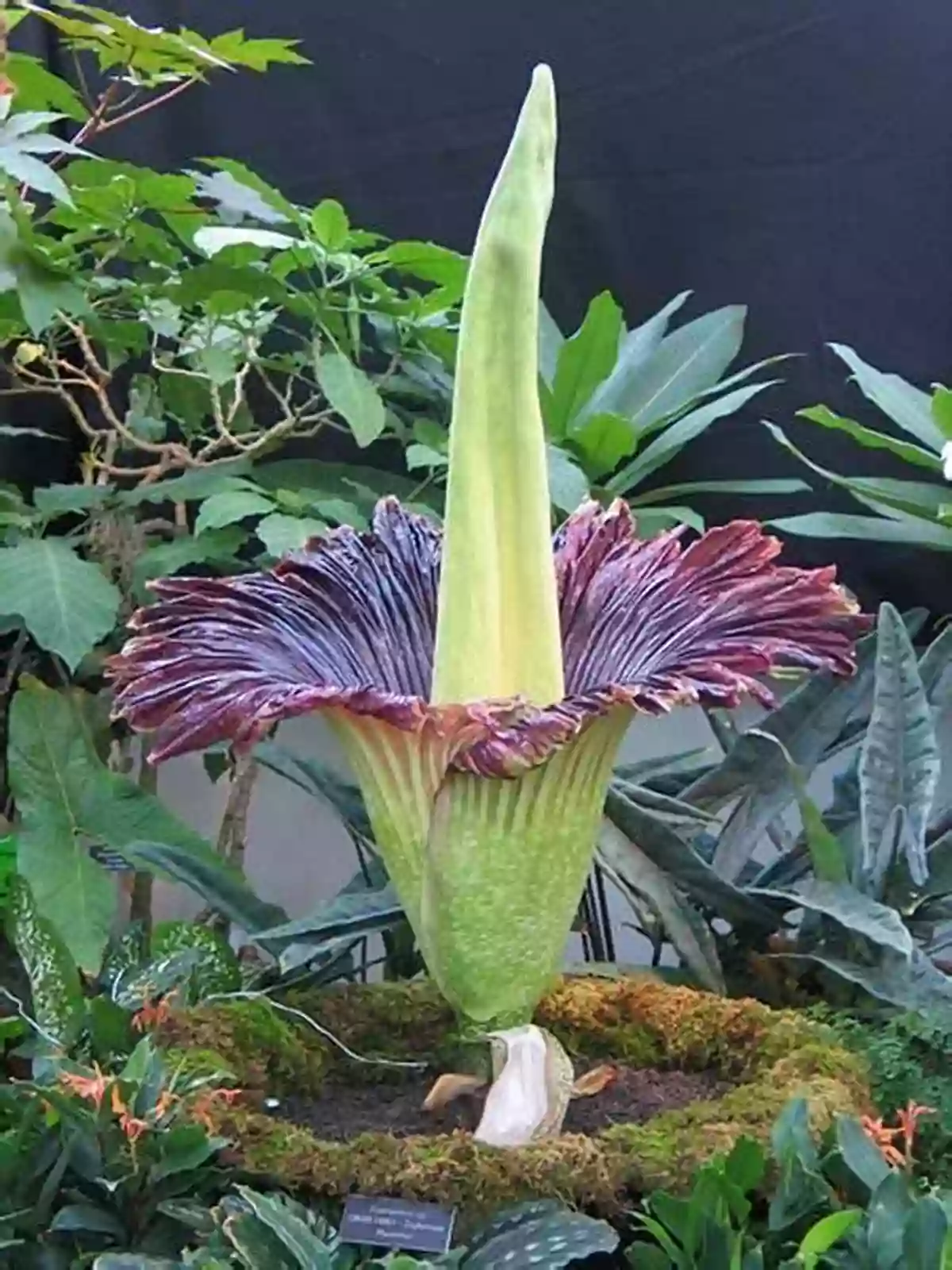 The Corpse Flower, A Large Reddish Purple Flower Resembling Raw Meat Weird Weird Plants (Learn About)