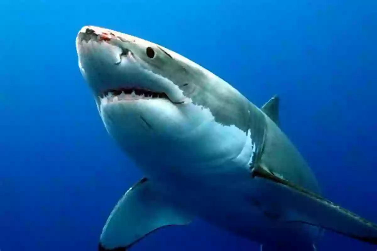 The Great White Shark Great White Sharks (21st Century Skills Library: Exploring Our Oceans)