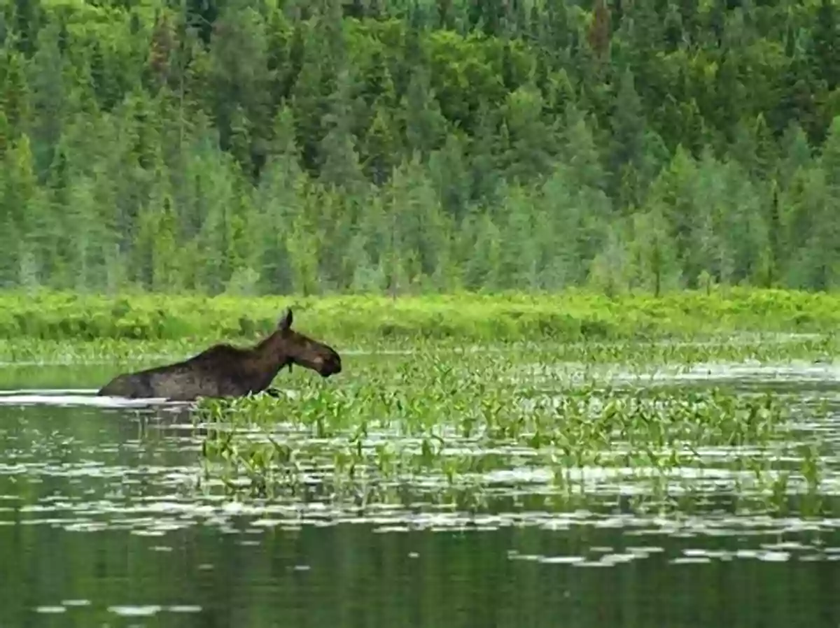 The Diverse Fauna Of A Forested Wetland Day In A Forested Wetland A (Day In The Habitat)