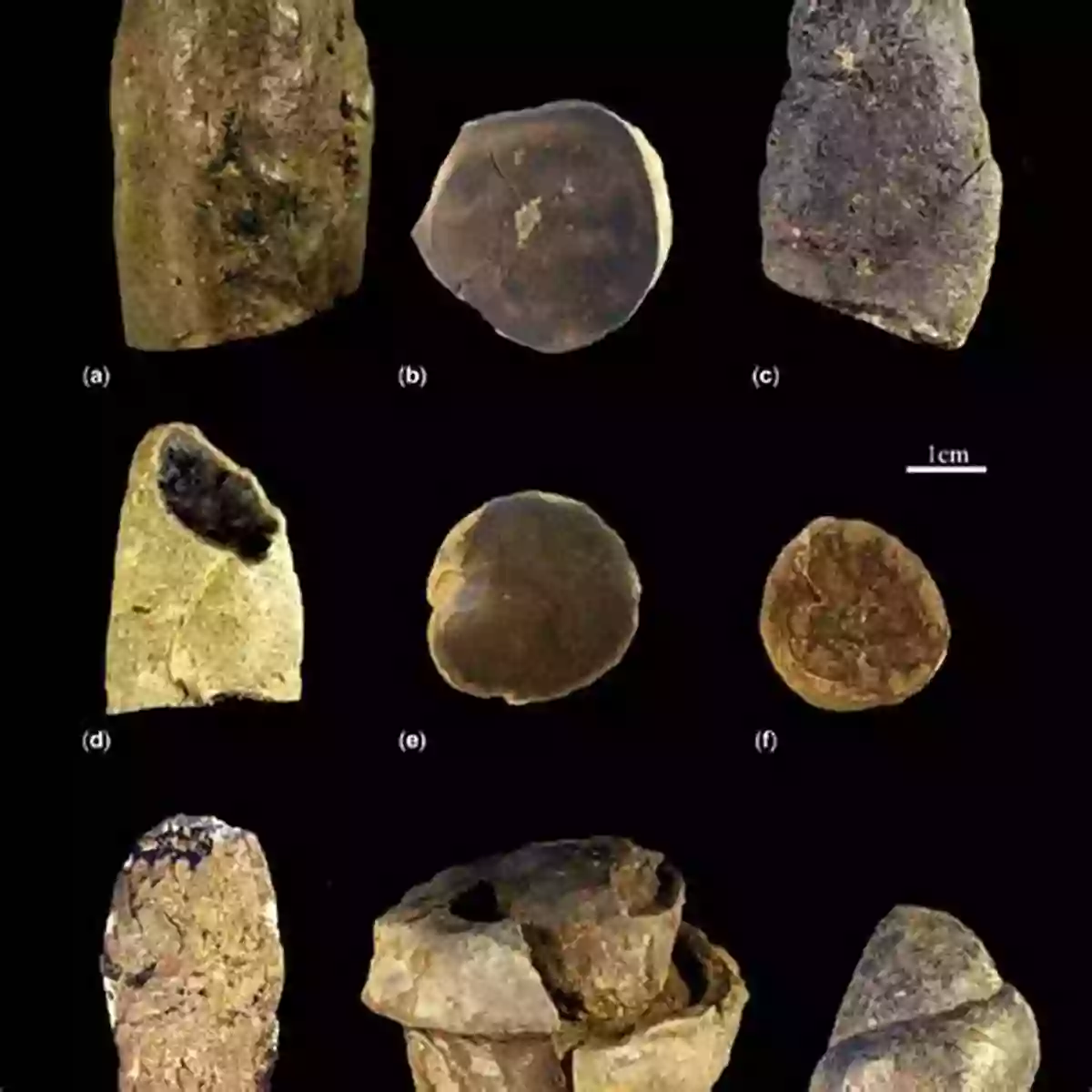 The Formation Process Of Coprolite Coprolite: A Really Crappy Story