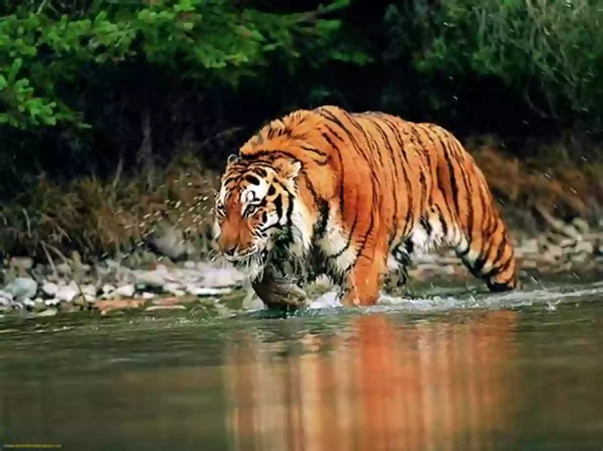 The Mesmerizing Sundarbans, Home To The Royal Bengal Tiger Crossing The Bay Of Bengal: The Furies Of Nature And The Fortunes Of Migrants