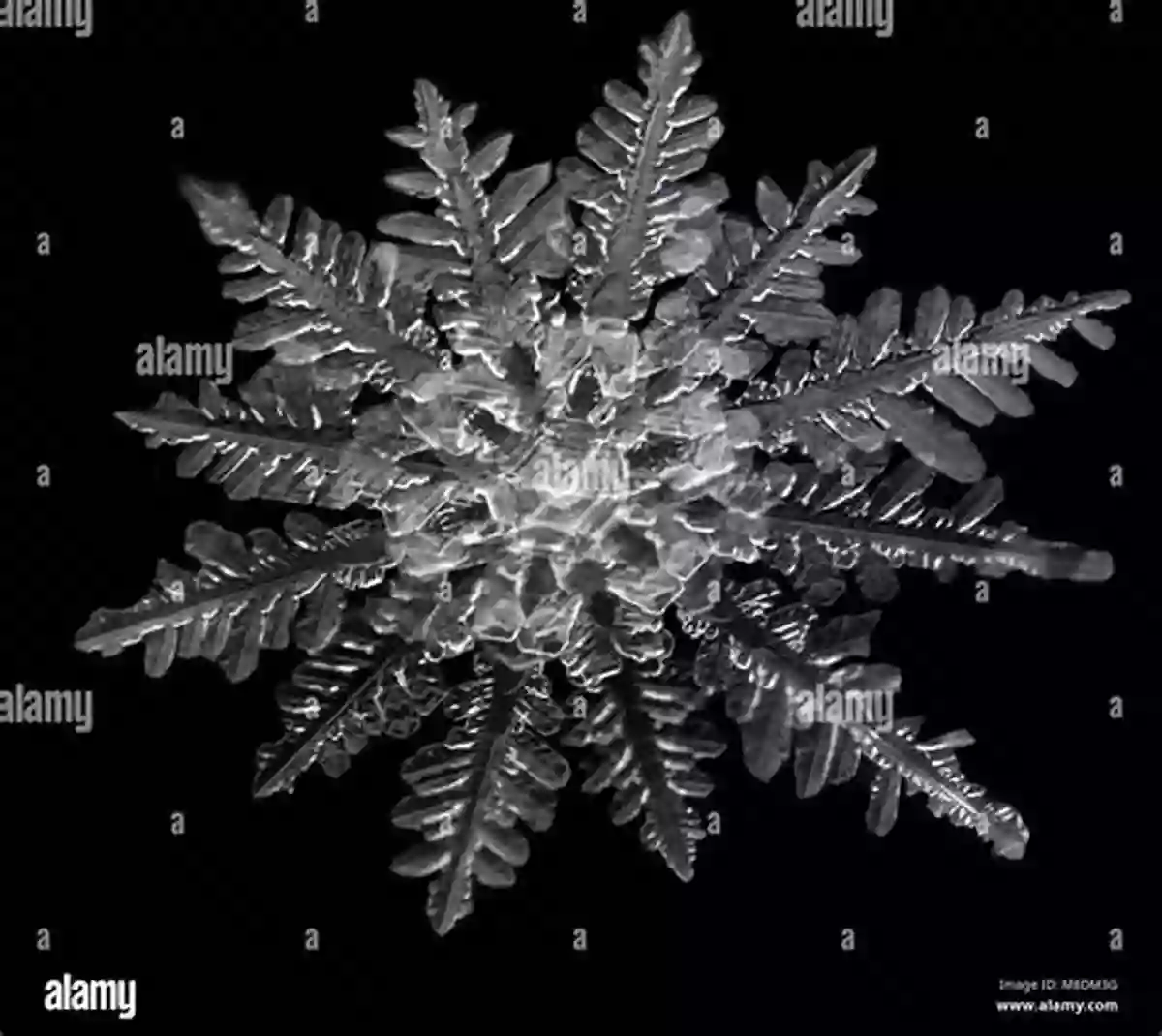 The Mesmerizing Process Of Snowflake Formation Under A Microscopic View Snow Flakes: A Chapter From The Of Nature