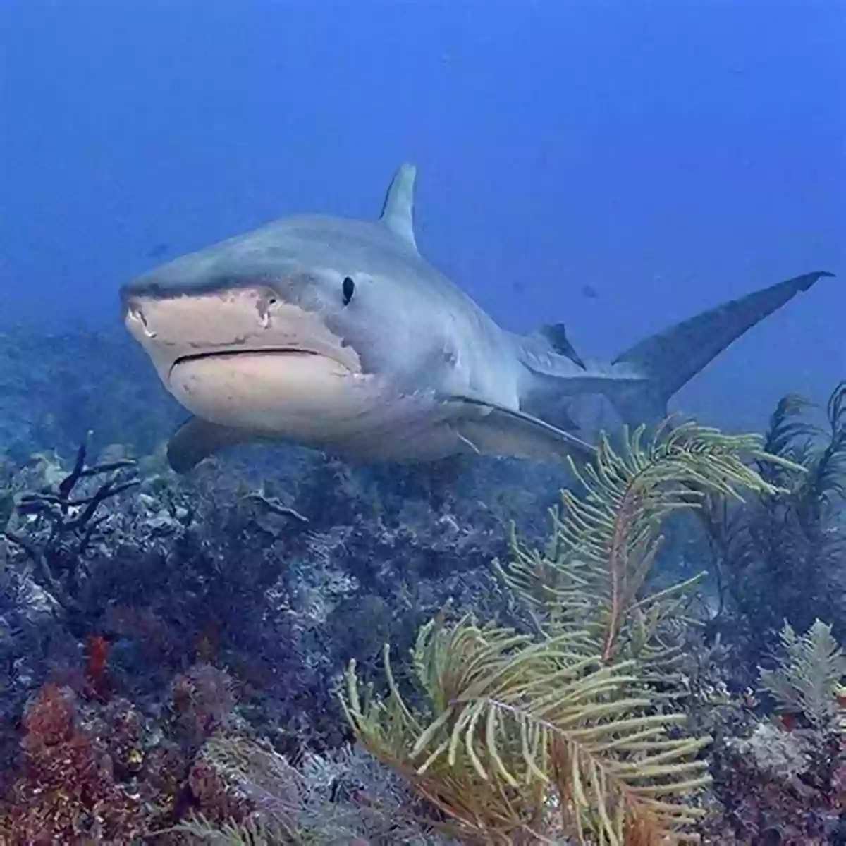 Tiger Shark Swimming Along A Coral Reef Amazing Fun Facts About Sharks For Kids With Over 25 Pictures Photos Of Sharks